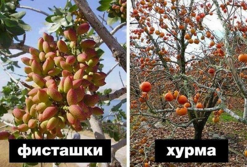 Черновик Черновик