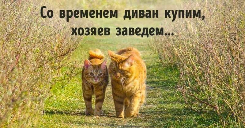 Черновик
