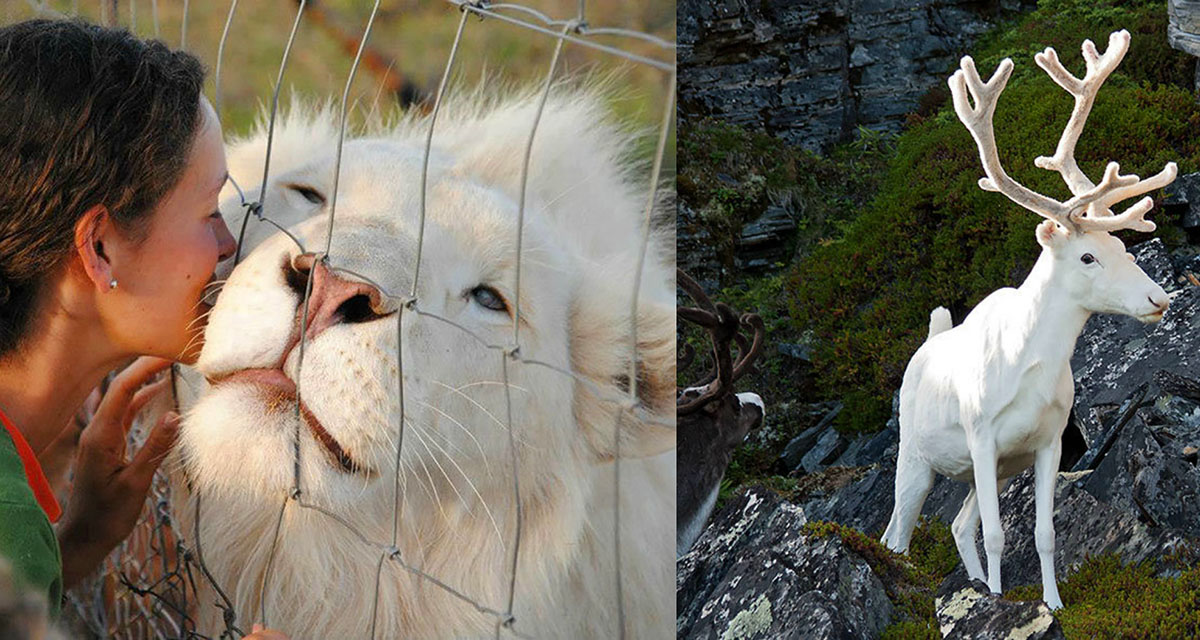 Гибель животных альбиносов в дикой природе. Животные альбиносы охота на них. Северный олень альбинос в профиль. Фото альбиносов среди животных красивые.