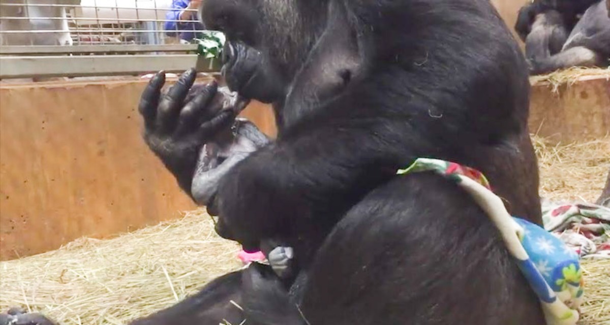 При расшифровке генома гориллы было установлено. Зоопарк мамаша с гориллами. Горилла нападает на человека в зоопарке. Горилла и ребенок в зоопарке. Женщина родила от гориллы.