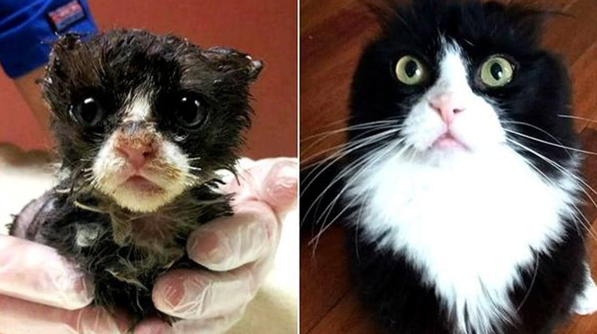 Котенок подобранный с улицы. Бездомные кошки до и после. Кот до и после. Подобранные котята до и после. Бездомные котята до и после.