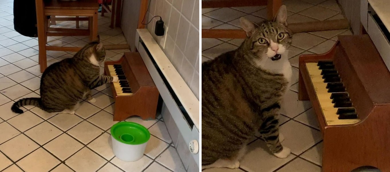 Кошка просит еду. Кошка на пианино. Котик играет на пианино. Кот на пианино Мем.