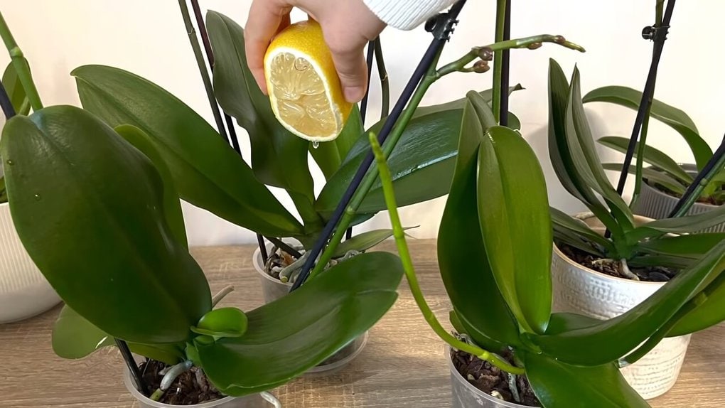 Результат не заставит долго ждать : Зачем орхидею поливают лимонной водой