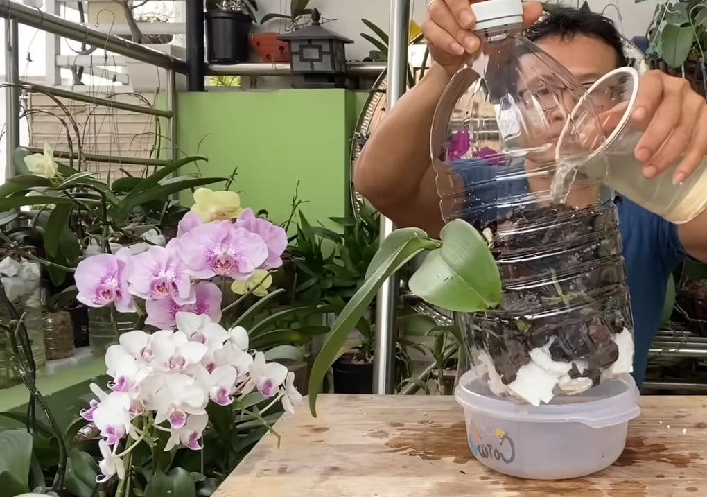 Необычный способ посадки орхидеи для обильного цветения